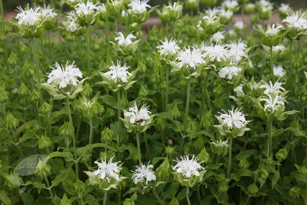 bergamot (syn. Snow Maiden)