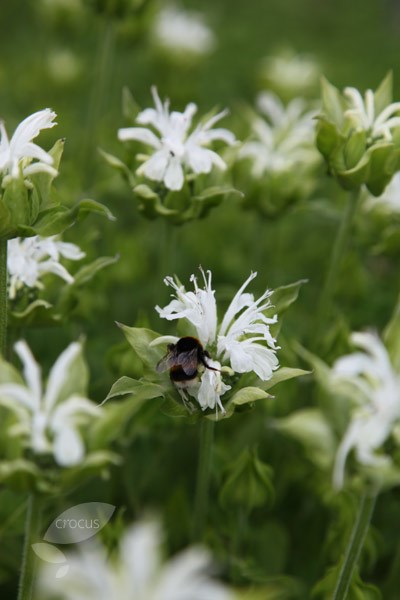 bergamot (syn. Snow Maiden)
