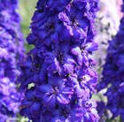 delphinium