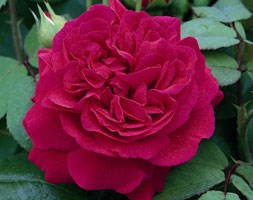Rosa Tess of the d'Urbervilles ('Ausmove') (PBR) (rose Tess of the d'Urbervilles (shrub))