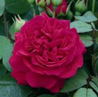 rose Tess of the d'Urbervilles (shrub)