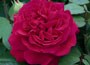 rose Tess of the d'Urbervilles (shrub)