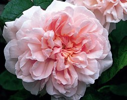 Rosa Eglantyne ('Ausmak') (PBR) (rose Eglantyne (shrub))