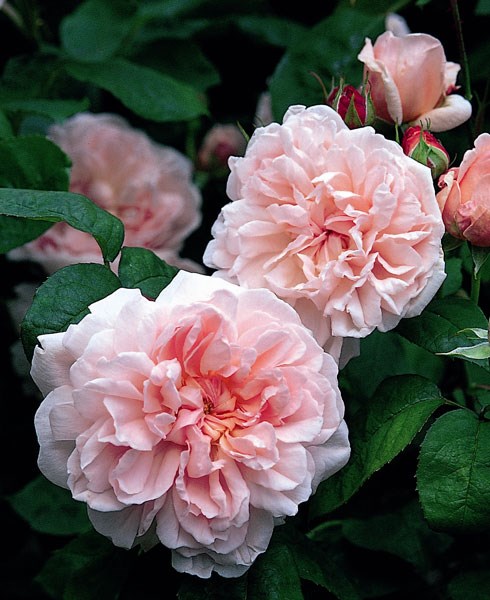 rose Eglantyne (shrub)