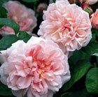 rose (shrub)