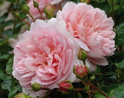 Rosa Wildeve ('Ausbonny') (PBR) (rose Wildeve (hybrid musk))