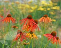 coneflower