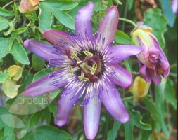 passion flower