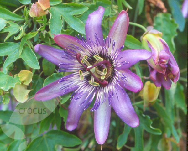 PL2000005136+card2+lg+jpg