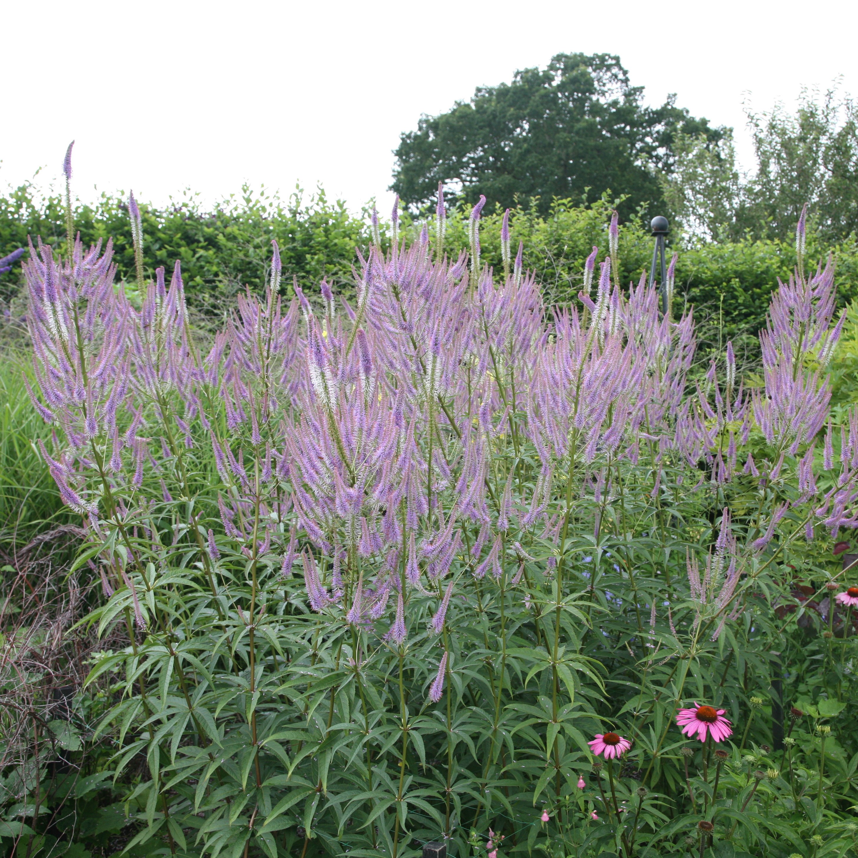 culver's root