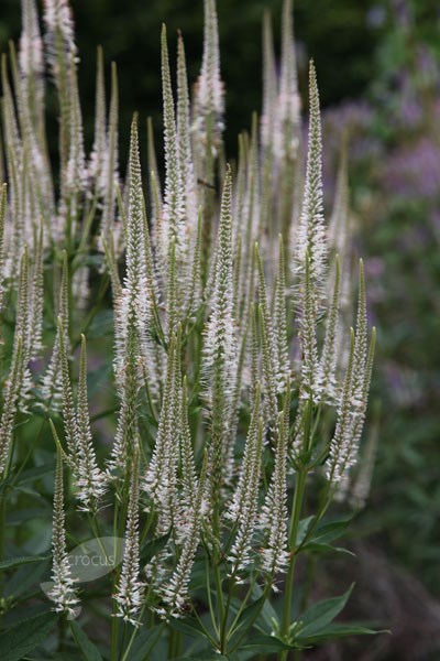 culver's root culver's root