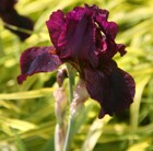 intermediate bearded iris