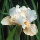 intermediate bearded iris