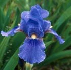 intermediate bearded iris