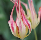 species tulip