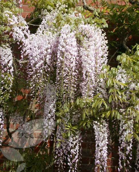 Japanese wisteria (Syn. Wisteria Lipstick ) Japanese wisteria (Syn. Wisteria Lipstick )
