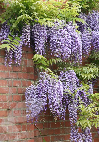 wisteria ( syn.Wisteria Black Dragon ) wisteria ( syn.Wisteria Black Dragon )