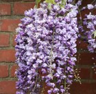 wisteria ( syn.Wisteria Black Dragon )