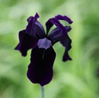 Siberian iris