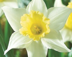 Narcissus 'Spring Dawn' (daffodil bulbs)