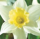 Narcissus Spring Dawn