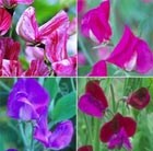 10 old fashioned sweet peas