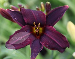 Hemerocallis 'American Revolution' (daylily)