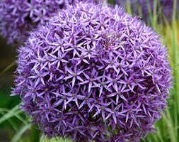 Allium 'Globemaster' (ornamental onion)