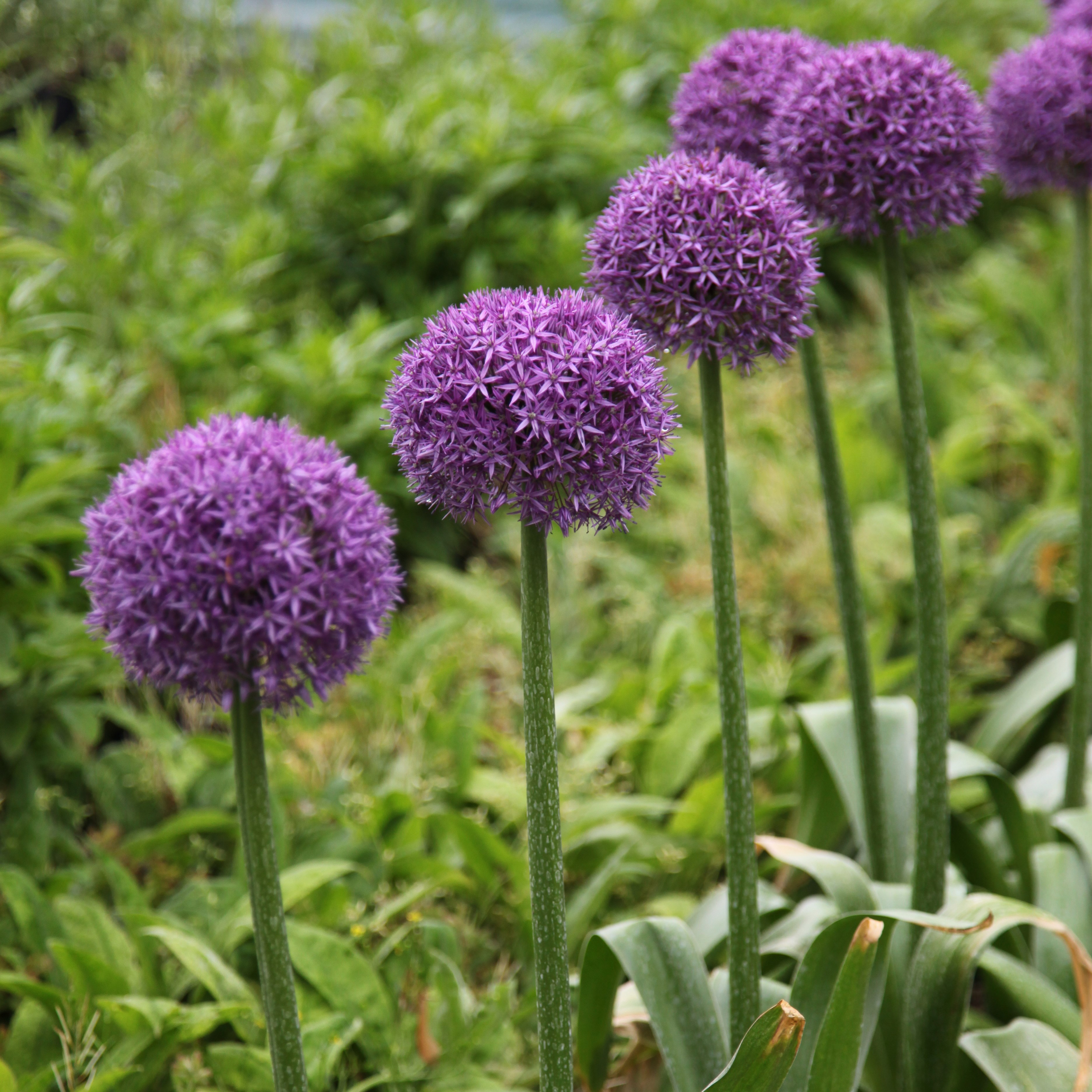 ornamental onion