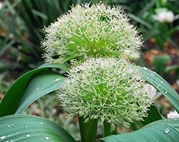 Allium karataviense 'Ivory Queen' (Turkestan onion bulbs)