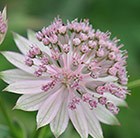 masterwort