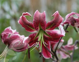 Lilium 'Black Beauty' (lily)