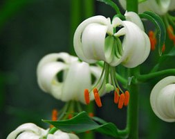 Lilium martagon var. album (turkscap lily)