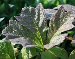 rodgersia
