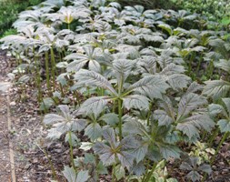 rodgersia