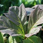 rodgersia