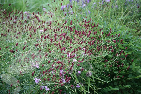 burnet