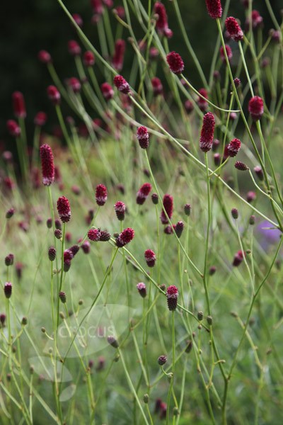 burnet