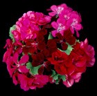 5 Electric Red Geraniums