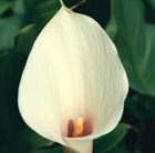 arum lily