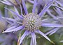 Sea Holly