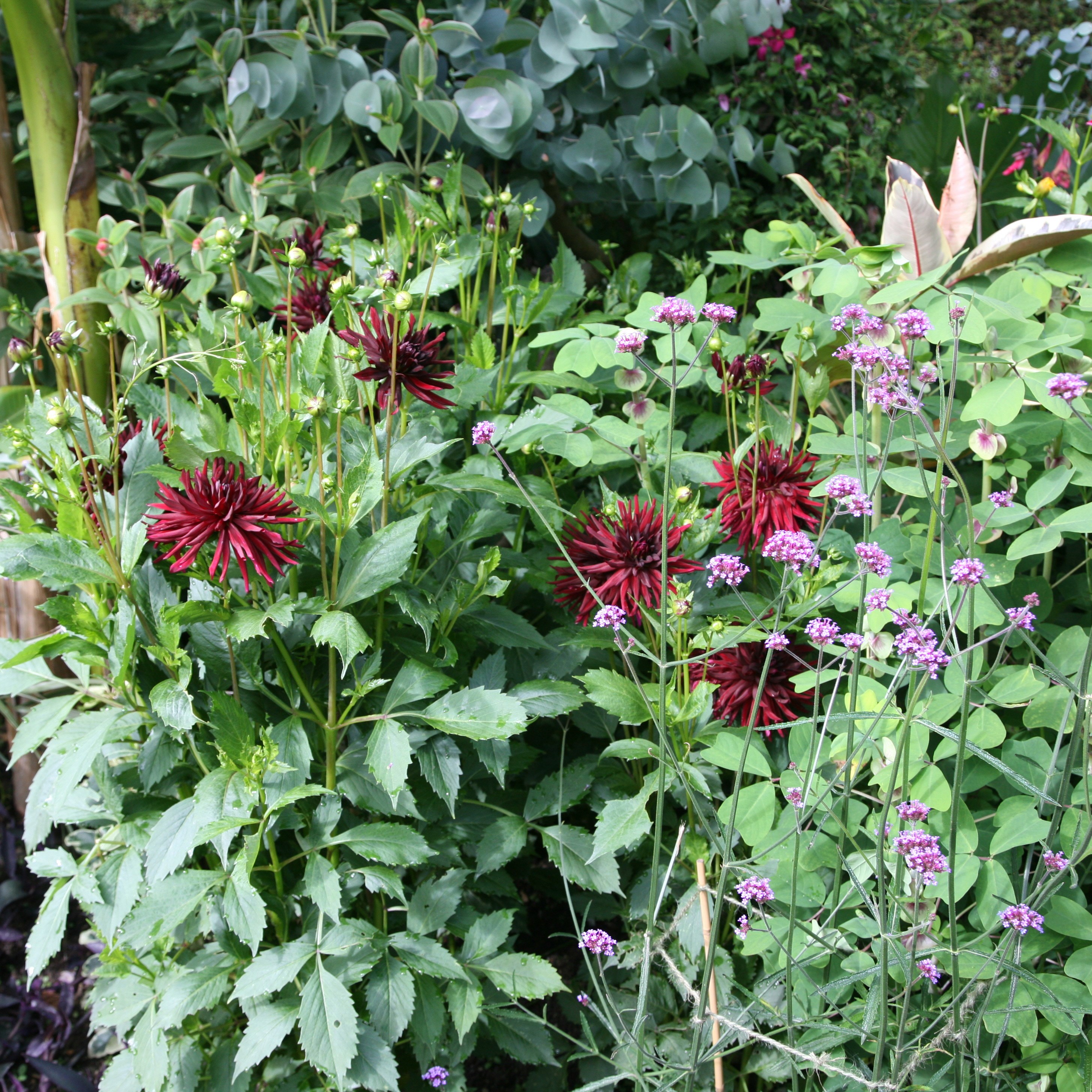dahlia (syn. Nuit D'ete)