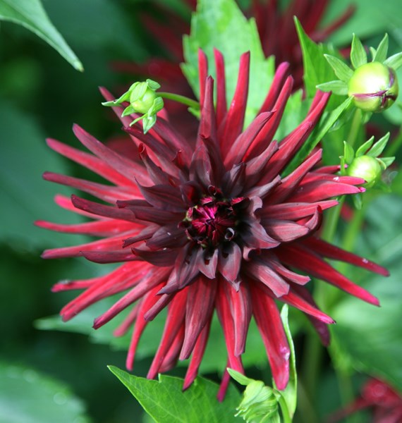 dahlia (syn. Nuit D'ete) dahlia (syn. Nuit D'ete)