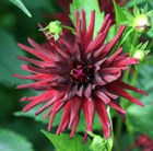 dahlia (syn. Nuit D&apos;ete)