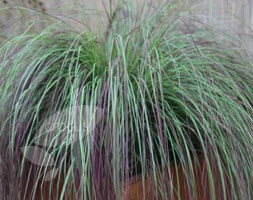 love grass