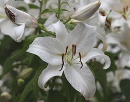 Lilium 'Casa Blanca' (oriental lily bulb)