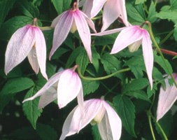 Clematis 'Willy' (alpine clematis (group 1))