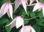 Image of: Alpine Clematis (Group 1)