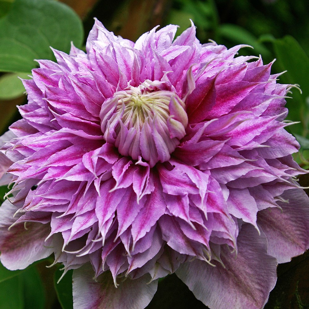 clematis (group 2)