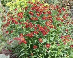 sneezeweed
